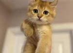 Scottish Straight Gold Male - Scottish Straight Kitten For Sale - Orlando&comma; FL&comma; US