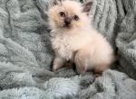 Blue point male - Ragdoll Kitten For Sale - Butler&comma; PA&comma; US