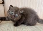 Scottish Chocolate Male & Female - Scottish Fold Kitten For Sale - Orlando&comma; FL&comma; US