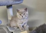 Mango - Scottish Straight Kitten For Sale - New York&comma; NY&comma; US