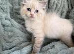 Seal lynx mitted with a blaze - Ragdoll Kitten For Sale - Butler&comma; PA&comma; US