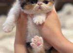 Fifi - Exotic Kitten For Sale - MO&comma; US