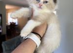 Seal mitted with a blaze - Ragdoll Kitten For Sale - Butler&comma; PA&comma; US