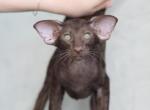 Chuppa - Oriental Kitten For Sale - Brooklyn&comma; NY&comma; US