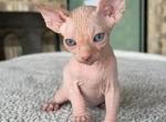 Suzzy - Sphynx Cat For Sale - McCook&comma; NE&comma; US