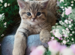 Zoltan - British Shorthair Kitten For Sale - Brooklyn&comma; NY&comma; US