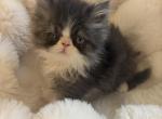 Persian - Persian Kitten For Sale - Las Vegas&comma; NV&comma; US