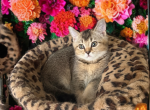 Baby face - Scottish Straight Kitten For Sale - Brooklyn&comma; NY&comma; US
