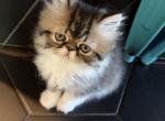 Persian male - Persian Kitten For Sale - Las Vegas&comma; NV&comma; US