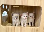 Ragdoll Siamese kittens - Siamese Kitten For Sale - Paramus&comma; NJ&comma; US