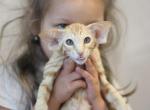 Ginger - Oriental Kitten For Sale - Brooklyn&comma; NY&comma; US