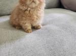 Cutie the munchkin - Munchkin Kitten For Sale - Iva&comma; SC&comma; US