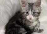Eli - Maine Coon Kitten For Sale - 