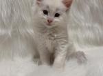 Axl - Maine Coon Kitten For Sale - 