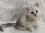 Sky - Maine Coon Kitten For Sale - Warsaw&comma; MO&comma; US