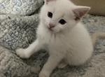 Snowball 1 - Siamese Kitten For Sale - 