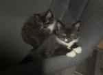 Himalayan Russian Blue Kittens - Domestic Kitten For Sale - Chicago&comma; IL&comma; US