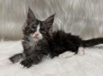 Ty - Maine Coon Kitten For Sale - Warsaw&comma; MO&comma; US