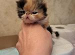 Sarah - Persian Kitten For Sale - Sumner&comma; WA&comma; US