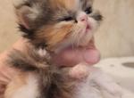 MADELYNN - Persian Kitten For Sale - 