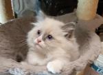 Harley - Ragdoll Kitten For Sale - 