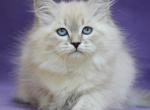 Dina - Siberian Kitten For Sale - Grayslake&comma; IL&comma; US