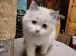 Leo - Ragdoll Kitten For Sale - 
