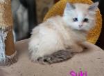 Suki - Ragdoll Kitten For Sale - Reading&comma; PA&comma; US