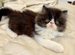 Buster - Persian Kitten For Sale - Middleborough&comma; MA&comma; US