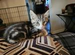 Phelps - Domestic Kitten For Adoption - Jacksonville&comma; NC&comma; US