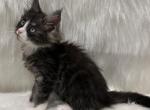 Mia - Maine Coon Kitten For Sale - Warsaw&comma; MO&comma; US