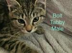 Bolt - Domestic Kitten For Sale - Jacksonville&comma; NC&comma; US