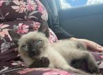 Missy - Siamese Kitten For Sale - 