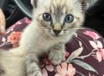 Ash - Siamese Kitten For Sale - 