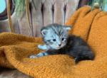 Apollo - Maine Coon Kitten For Sale - Moscow Mills&comma; MO&comma; US