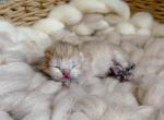 Golden shaded British shorthair boy - British Shorthair Kitten For Sale - Spokane&comma; WA&comma; US