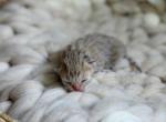 Chocolate golden British shorthair girl - British Shorthair Kitten For Sale - Spokane&comma; WA&comma; US
