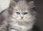 Misty fluffy female - British Shorthair Kitten For Sale - Matthews&comma; NC&comma; US