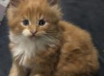 Sunny - Maine Coon Kitten For Sale - Chouteau&comma; OK&comma; US