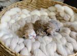 Litter of papered British Shorthair and longhair k - British Shorthair Kitten For Sale - Spokane&comma; WA&comma; US