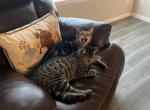 Calvin & Hobbes They come as a pair - Domestic Cat For Adoption - Fort Lee&comma; VA&comma; US