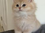 Biscuit longhair boy - British Shorthair Kitten For Sale - Matthews&comma; NC&comma; US