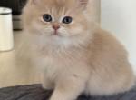 Cream golden longhair boy - British Shorthair Kitten For Sale - Matthews&comma; NC&comma; US