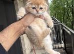 Mimi - Scottish Fold Kitten For Sale - 