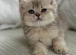 Cherry Bear girl - British Shorthair Kitten For Sale - Matthews&comma; NC&comma; US
