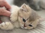 Cherry Bear girl - British Shorthair Kitten For Sale - Matthews&comma; NC&comma; US