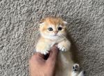 Leo - Scottish Fold Kitten For Sale - 
