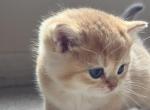 King - Scottish Straight Kitten For Sale - 
