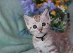 Black collar Snow mink boy - Bengal Kitten For Sale - Vista&comma; CA&comma; US