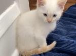 Fiona - Siamese Kitten For Sale - 